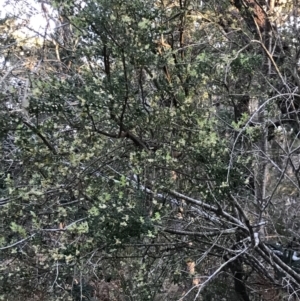 Monotoca elliptica at Broulee, NSW - 8 Aug 2021