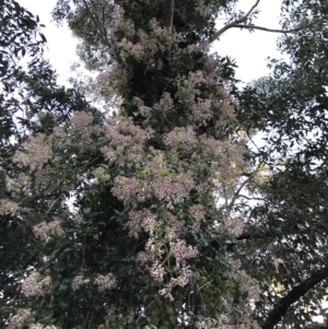 Pandorea pandorana at Broulee, NSW - 8 Aug 2021 08:49 AM