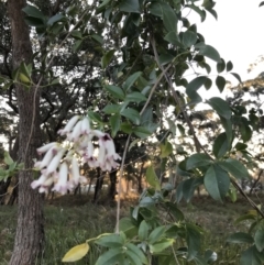 Pandorea pandorana at Broulee, NSW - 8 Aug 2021