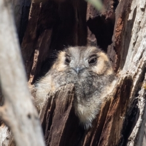 Aegotheles cristatus at Majura, ACT - 7 Aug 2021