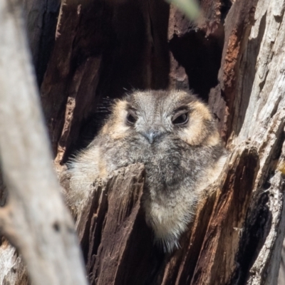 Aegotheles cristatus (Australian Owlet-nightjar) at Mount Ainslie - 7 Aug 2021 by rawshorty