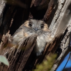 Aegotheles cristatus at Majura, ACT - 7 Aug 2021