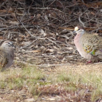 Phaps chalcoptera (Common Bronzewing) at QPRC LGA - 7 Aug 2021 by Paul4K