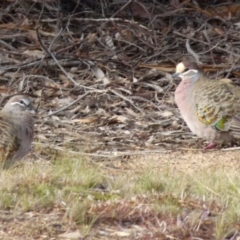 Phaps chalcoptera (Common Bronzewing) at Bicentennial Park Queanbeyan - 7 Aug 2021 by Paul4K
