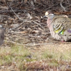 Phaps chalcoptera at Queanbeyan West, NSW - 8 Aug 2021