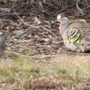 Phaps chalcoptera at Queanbeyan West, NSW - 8 Aug 2021