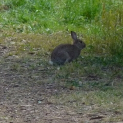 Oryctolagus cuniculus (European Rabbit) at Queanbeyan West, NSW - 7 Aug 2021 by Paul4K