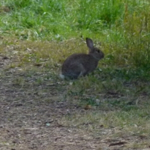 Oryctolagus cuniculus at Queanbeyan West, NSW - 8 Aug 2021