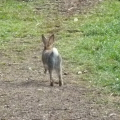 Oryctolagus cuniculus at Queanbeyan West, NSW - 8 Aug 2021