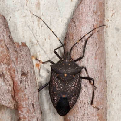 Poecilometis patruelis (Gum Tree Shield Bug) at National Arboretum Forests - 6 Aug 2021 by rawshorty