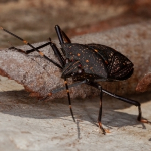 Poecilometis patruelis at Molonglo Valley, ACT - 6 Aug 2021 11:24 AM