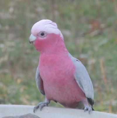 Eolophus roseicapilla (Galah) at Conder, ACT - 17 May 2021 by MichaelBedingfield