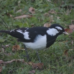 Grallina cyanoleuca (Magpie-lark) at Pollinator-friendly garden Conder - 17 May 2021 by michaelb