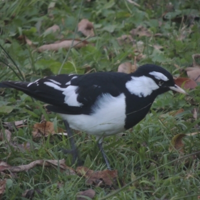 Grallina cyanoleuca (Magpie-lark) at Conder, ACT - 17 May 2021 by michaelb
