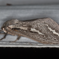 Abantiades labyrinthicus (Labyrinthine Ghost Moth) at Tidbinbilla Nature Reserve - 11 Mar 2021 by Bron