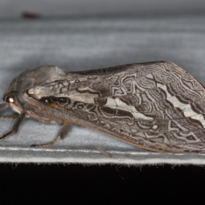 Abantiades labyrinthicus (Labyrinthine Ghost Moth) at Paddys River, ACT - 12 Mar 2021 by Bron