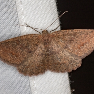 Casbia sp. (genus) (A geometer moth) at Tidbinbilla Nature Reserve - 11 Mar 2021 by Bron