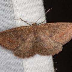Casbia sp. (genus) (A geometer moth) at Paddys River, ACT - 11 Mar 2021 by Bron