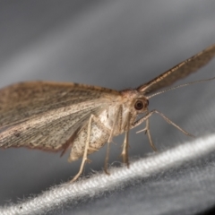 Casbia (genus) at Paddys River, ACT - 12 Mar 2021 08:10 AM