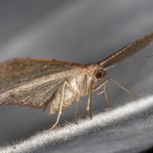 Casbia (genus) at Paddys River, ACT - 12 Mar 2021 08:10 AM