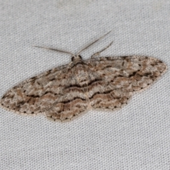 Didymoctenia exsuperata (Thick-lined Bark Moth) at Paddys River, ACT - 12 Mar 2021 by Bron