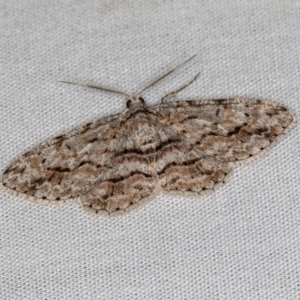 Didymoctenia exsuperata at Paddys River, ACT - 12 Mar 2021