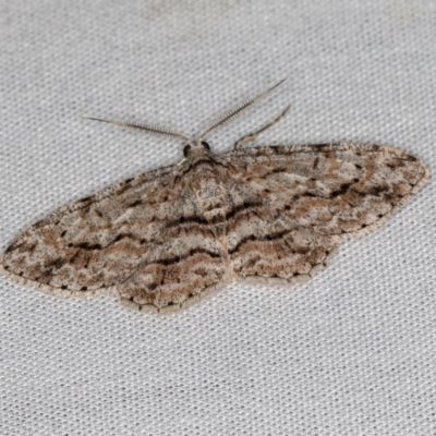Didymoctenia exsuperata (Thick-lined Bark Moth) at Tidbinbilla Nature Reserve - 11 Mar 2021 by Bron