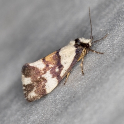 Philenora irregularis (Lithosiini) at Paddys River, ACT - 12 Mar 2021 by Bron