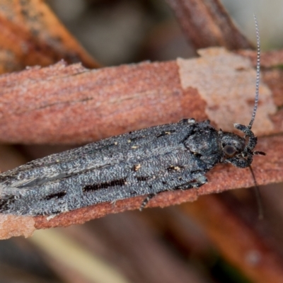 Bondia nigella (A Fruitworm moth (Family Carposinidae)) at Paddys River, ACT - 11 Mar 2021 by Bron