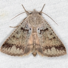 Pantydia sparsa (Noctuid Moth) at Paddys River, ACT - 12 Mar 2021 by Bron