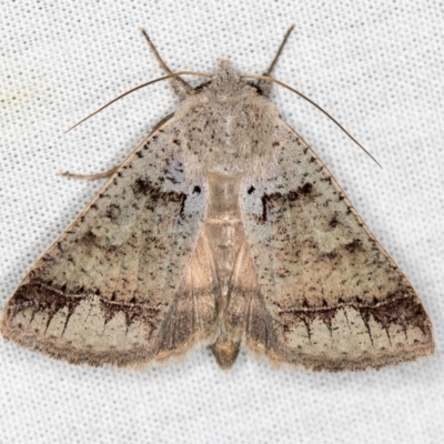 Pantydia sparsa (Noctuid Moth) at Paddys River, ACT - 11 Mar 2021 by Bron