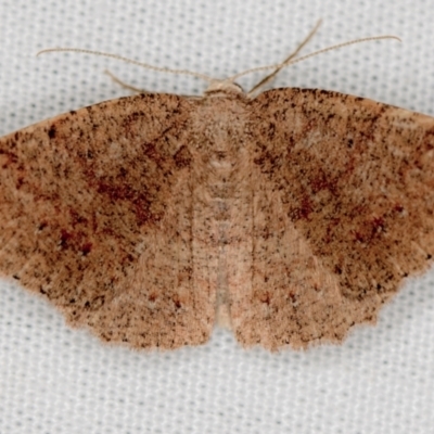 Casbia tanaoctena (Speckled Casbia) at Tidbinbilla Nature Reserve - 11 Mar 2021 by Bron