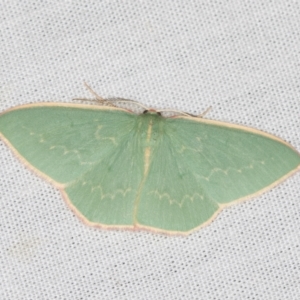 Chlorocoma dichloraria at Paddys River, ACT - 12 Mar 2021 08:24 AM