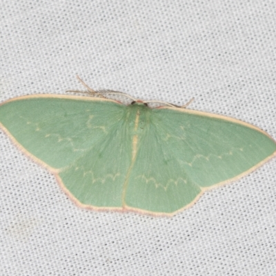 Chlorocoma dichloraria (Guenee's or Double-fringed Emerald) at Paddys River, ACT - 12 Mar 2021 by Bron