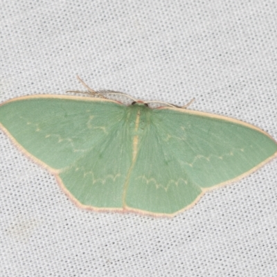 Chlorocoma dichloraria (Guenee's or Double-fringed Emerald) at Paddys River, ACT - 12 Mar 2021 by Bron