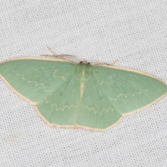Chlorocoma dichloraria (Guenee's or Double-fringed Emerald) at Paddys River, ACT - 11 Mar 2021 by Bron