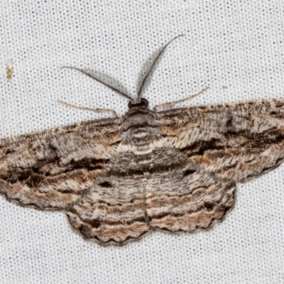 Scioglyptis chionomera (Grey Patch Bark Moth) at Paddys River, ACT - 11 Mar 2021 by Bron