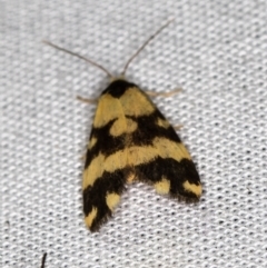 Thallarcha partita (Dark-banded Footman) at Paddys River, ACT - 11 Mar 2021 by Bron