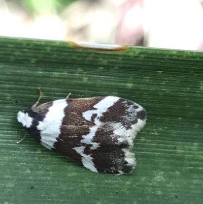 Unidentified Tiger moth (Arctiinae) at Broulee, NSW - 8 Aug 2021 by MattFox