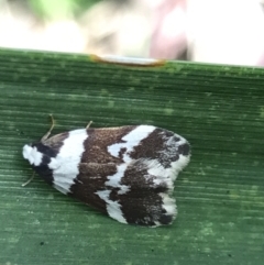 Unidentified Tiger moth (Arctiinae) (TBC) at Broulee, NSW - 8 Aug 2021 by MattFox