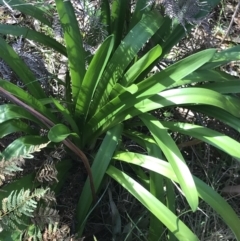 Agapanthus praecox subsp. orientalis (Agapanthus) at Broulee, NSW - 8 Aug 2021 by MattFox