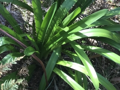 Agapanthus praecox subsp. orientalis (Agapanthus) at Broulee, NSW - 8 Aug 2021 by MattFox