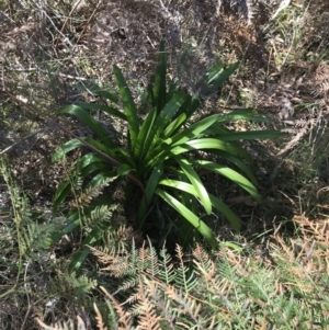 Agapanthus praecox subsp. orientalis at Broulee, NSW - 8 Aug 2021