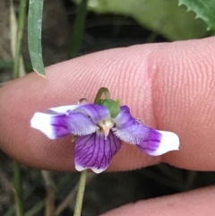 Viola hederacea (Ivy-leaved Violet) at Broulee Moruya Nature Observation Area - 8 Aug 2021 by MattFox