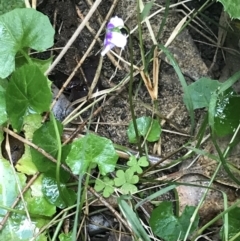 Viola hederacea at Broulee, NSW - 8 Aug 2021