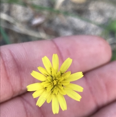 Sonchus oleraceus at Broulee, NSW - 8 Aug 2021 by MattFox