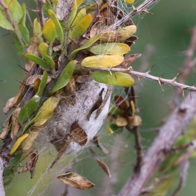 Unidentified Spider (Araneae) at Wodonga - 7 Aug 2021 by KylieWaldon
