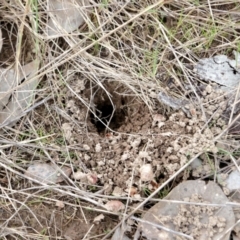 Hepialidae (family) (Unidentified Swift or Ghost Moth) at WREN Reserves - 7 Aug 2021 by Kyliegw