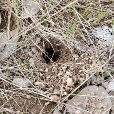 Hepialidae (family) (Unidentified Swift or Ghost Moth) at WREN Reserves - 7 Aug 2021 by Kyliegw