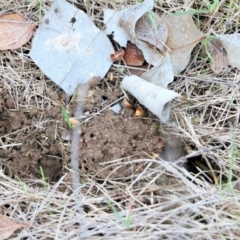 Hepialidae (family) at Wodonga, VIC - 7 Aug 2021 12:33 PM